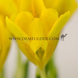 Iris Danfordiae 6/+ (x250)