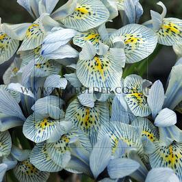 Iris Katharine Hodgkin 6/+ (x250)