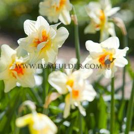 Narcissus Double Fashion 14/16 (x250)