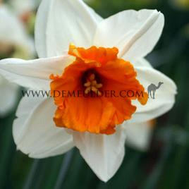 Johann Strauss 14/16 (x250)