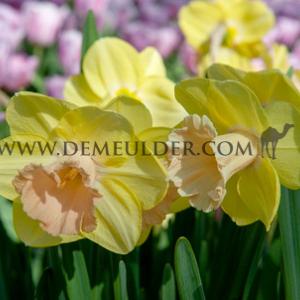 Lorikeet 14/16 (x250)