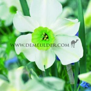 Narcissus Sinopel 12/14 (x250)