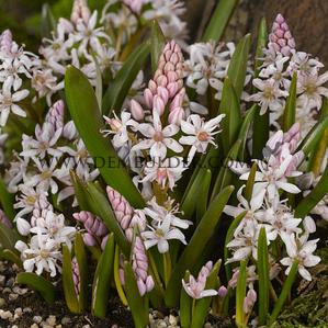 Scilla Bifolia Rosea 5/+ (x250)