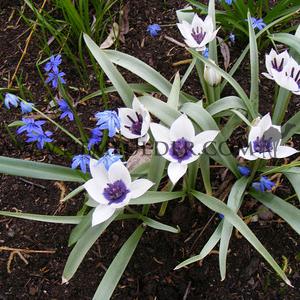 Tulipa Alba Coerulea Oculata 6/+ (x250)