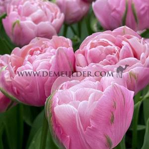 Tulipa Amazing Grace 12/+ (x250)