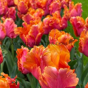Tulipa Amazing Parrot 12/+ (x250)