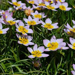 Tulipa Bakeri Lilac Wonder 6/+ (x250)