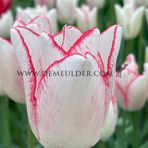 Tulipa Beauty Trend 12/+ (x250)