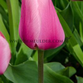 Tulipa Big Love 12/+ (x250)