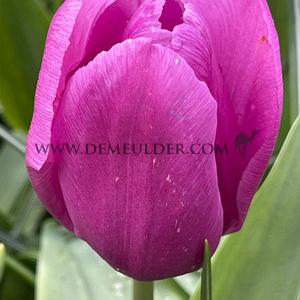 Tulipa Blue Beauty 12/+ (x250)