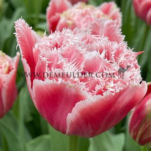 Tulipa Brest 12/+ (x250)
