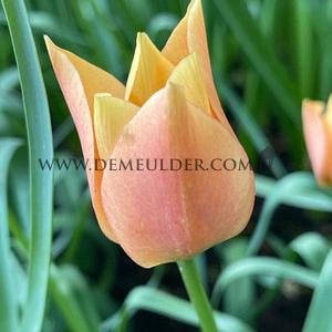 Tulipa Bright Gem 6/+ (x250)