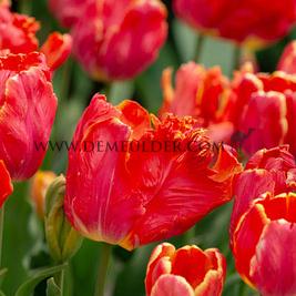 Tulipa Comet 12/+ (x250)