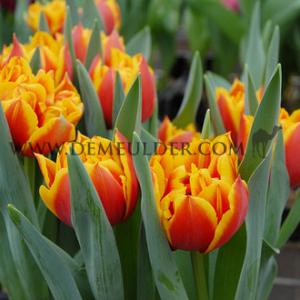 Tulipa Congo 12/+ (x250)