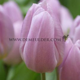 Tulipa Debu Candy 12/+ (x250)