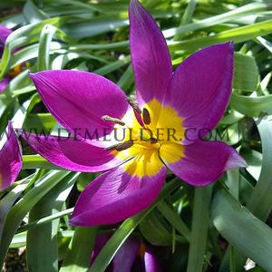 Tulipa Eastern Star 6/+ (x250)