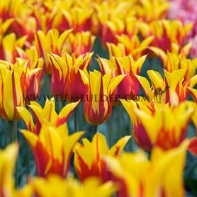 Tulipa Fire Wings 12/+ (x250)