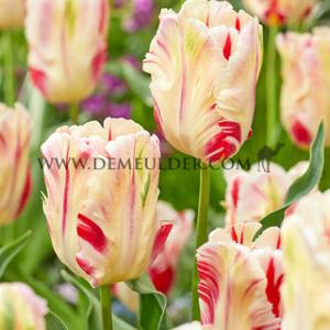 Tulipa Flaming Art 12/+ (x250)