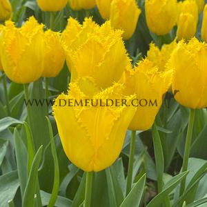 Tulipa golden state 12/+ (x250)