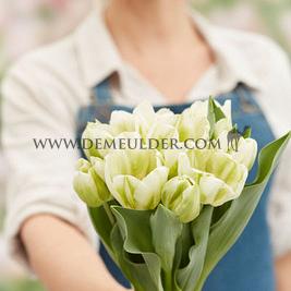 Tulipa Green Spirit 12/+ (x250)