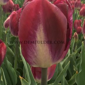 Tulipa Kansas Proud 12/+ (x250)