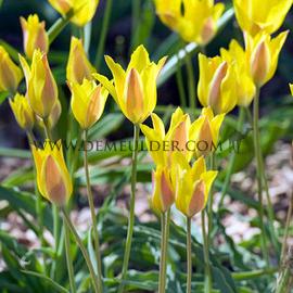 Tulipa kolpakowskiana 5/+ (x250)