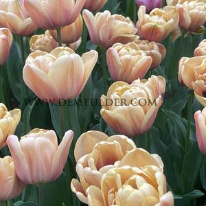 Tulipa La Belle Epoque 12/+ (x250)