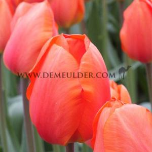 Tulipa Lighting Sun 12/+ (x250)