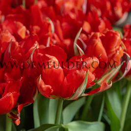 Tulipa Love Valley 12/+ (x250)