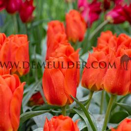 Tulipa Miramare 12/+ (x250)
