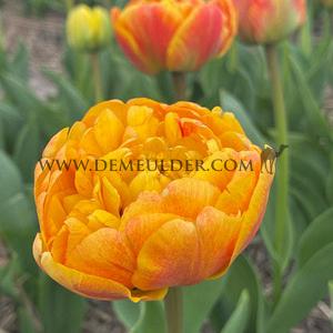Tulipa Mr Z 12/+ (x 250)