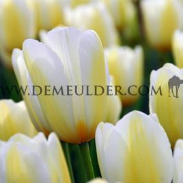 Tulipa Orleans 12/+ (x250)
