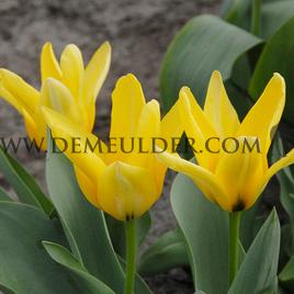 Tulipa Partiture 12/+ (x250)