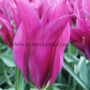 Tulipa Purple Doll 12/+ (x250)
