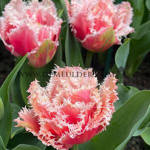 Tulipa Queensland 12/+ (x250)