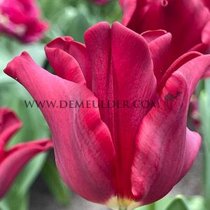 Tulipa Red Dress 12/+ (x250)