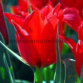 Tulipa Rob Verlinden 12/+ (x250)