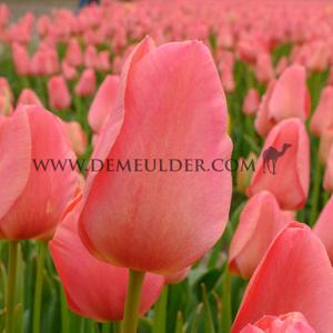Tulipa Salmon Jimmy 12/+ (x250)