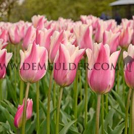 Tulipa Sanne 12/+ (x250)