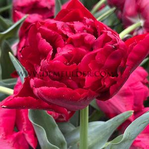 Tulipa Scarlet Verona 12/+ (x250)