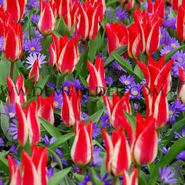 Tulipa Showtime 12/+ (x250)