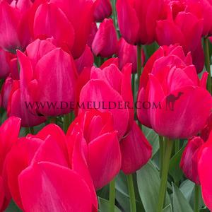 Tulipa Spryng Tide 12/+ (x250)