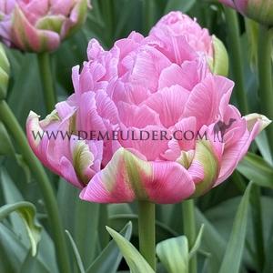 Tulipa Strawberry Cream 12/+ (x250)