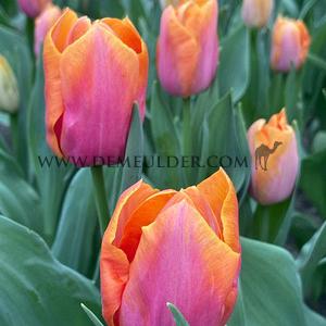 Tulipa Sunrise Prince 12/+ (x250)