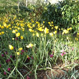 Tulipa sylvestris 5/+ (x250)