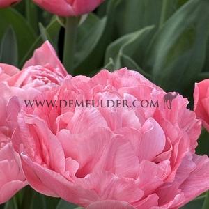 Tulipa Taiwan 12/+ (x250)