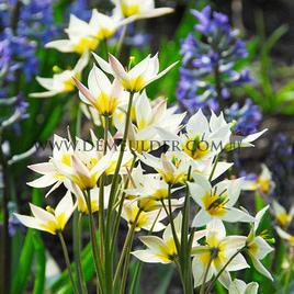 Tulipa turkestanica 7/+ (x250)
