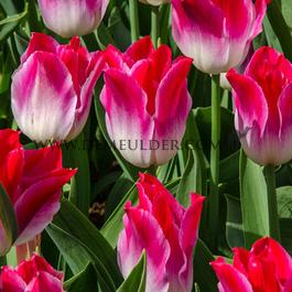 Tulipa Whispering Dream 12/+ (x250)
