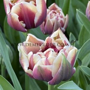 Tulipa Wyndham 12/+ (x250)