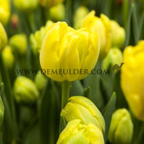 Tulipa Yellow Margarita 12/+ (x250)